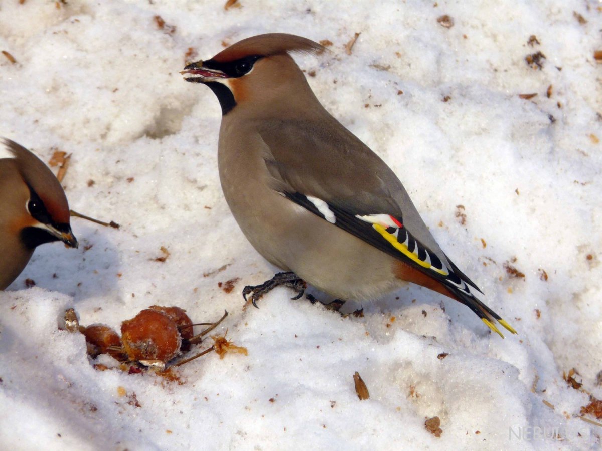 Свиристель с хохолком