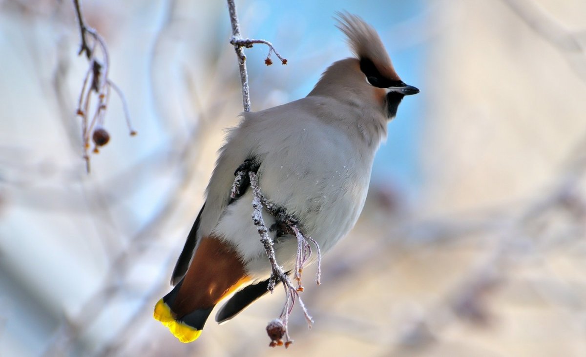 Свиристель обыкновенный (Bombycilla garrulus)