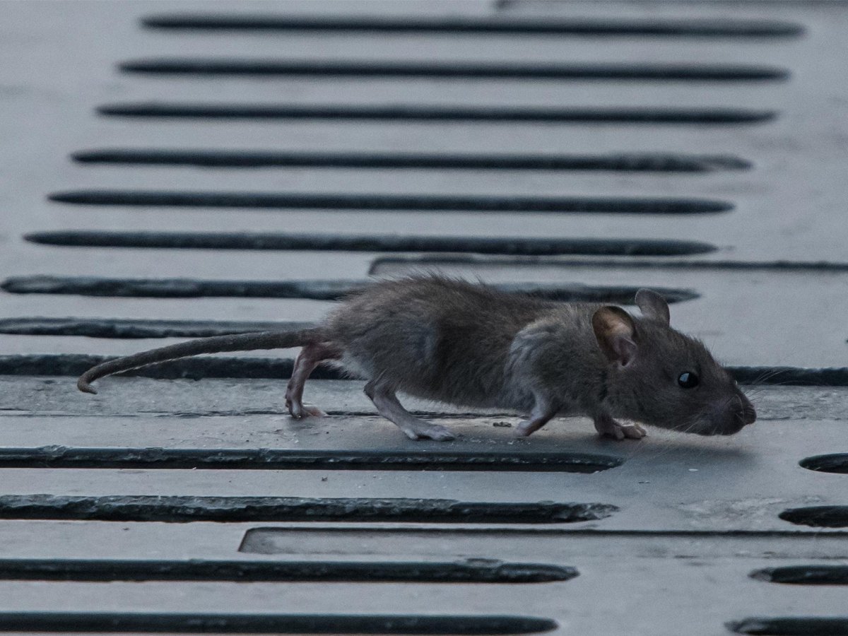 Крысиные восьмизубы