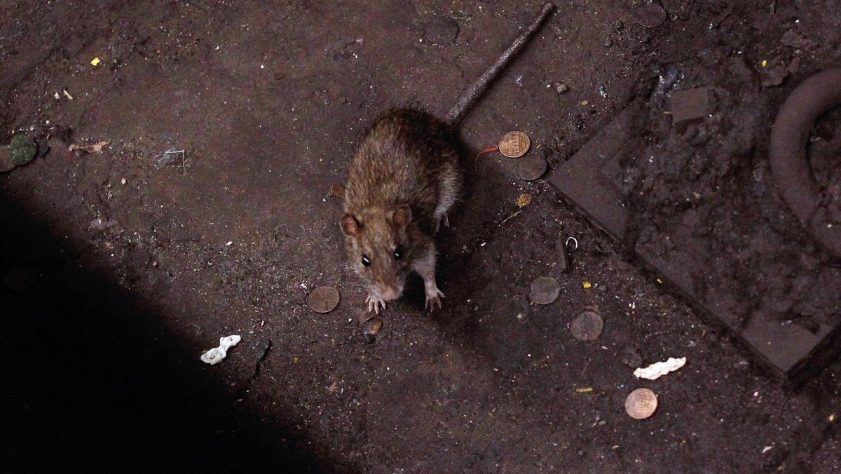 Крыса по гречески