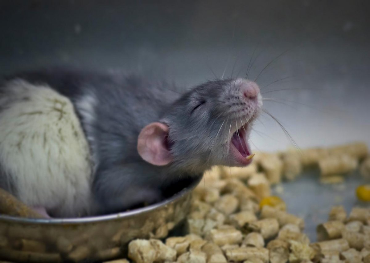 Мертвая декоративная крыса