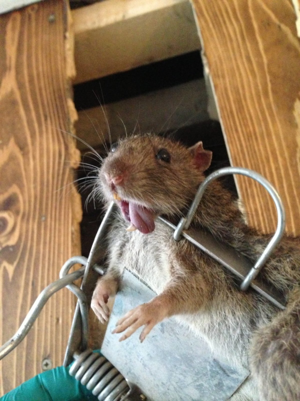 Мемы с крысами