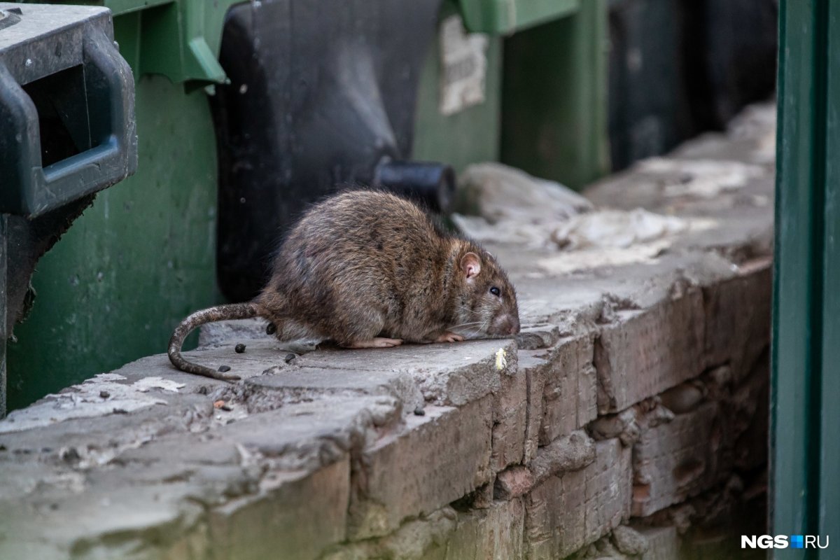 Ратус Ратус