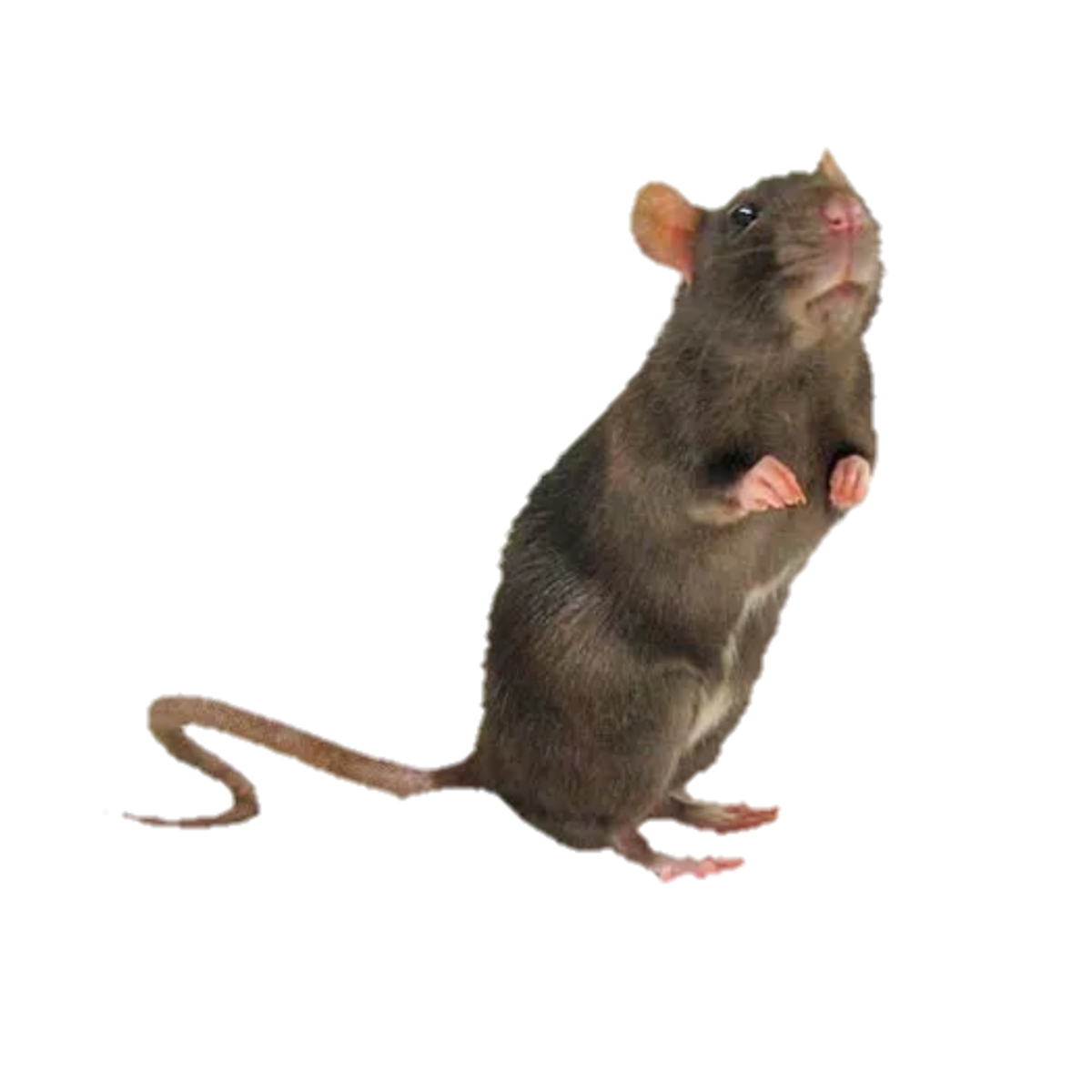 Мыши в картинах художников