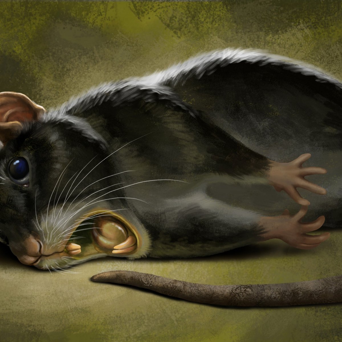 Мышка уличная