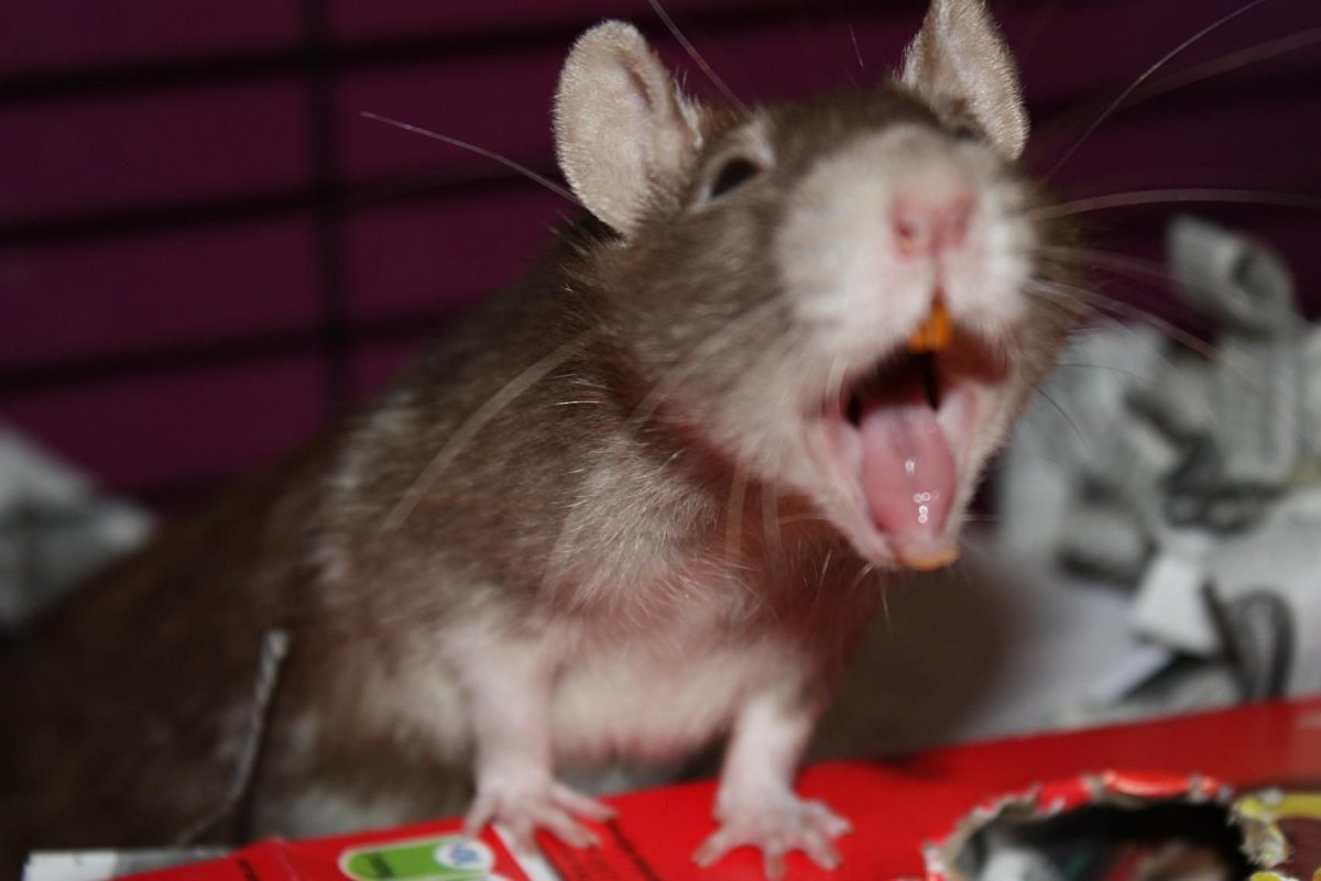 Мокрая мышь