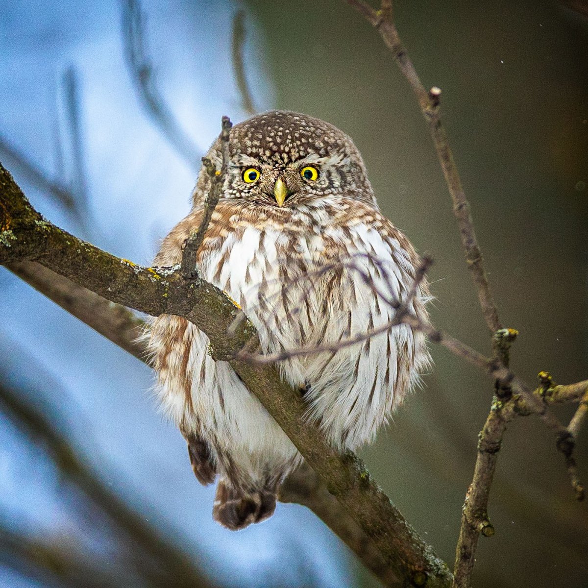 Бородатая неясыть