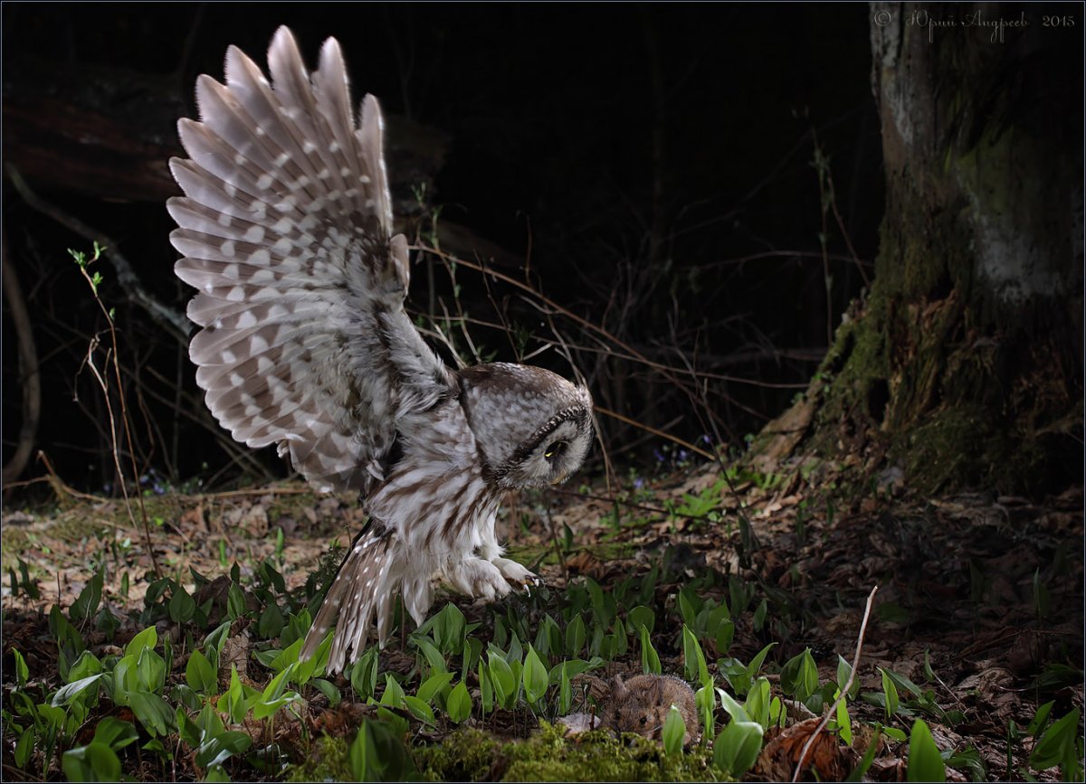 Сова сплюшка охотится