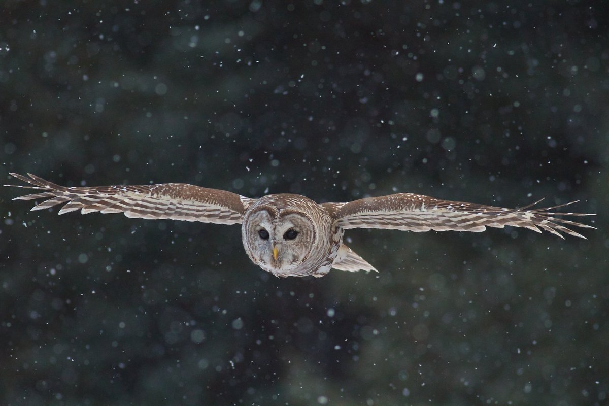 Ушастая Сова на ветке