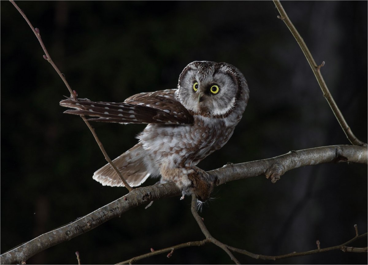 Совы средней полосы