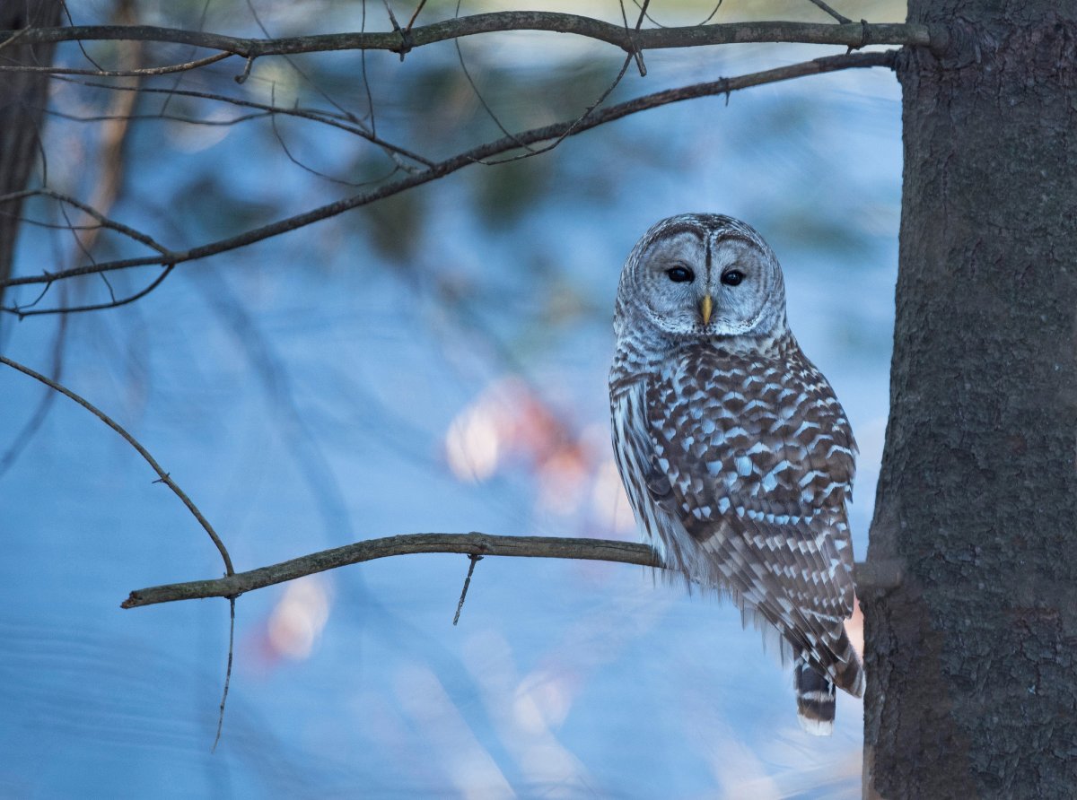 Сплюшка Otus SCOPS