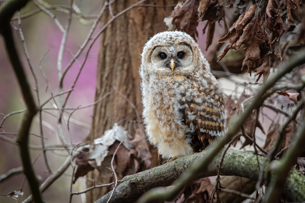 Сова неясыть обыкновенная