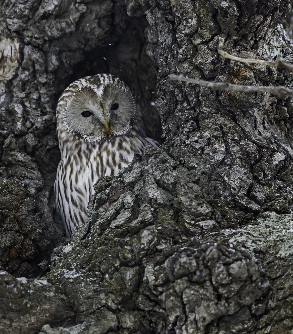 Ночные птицы урала