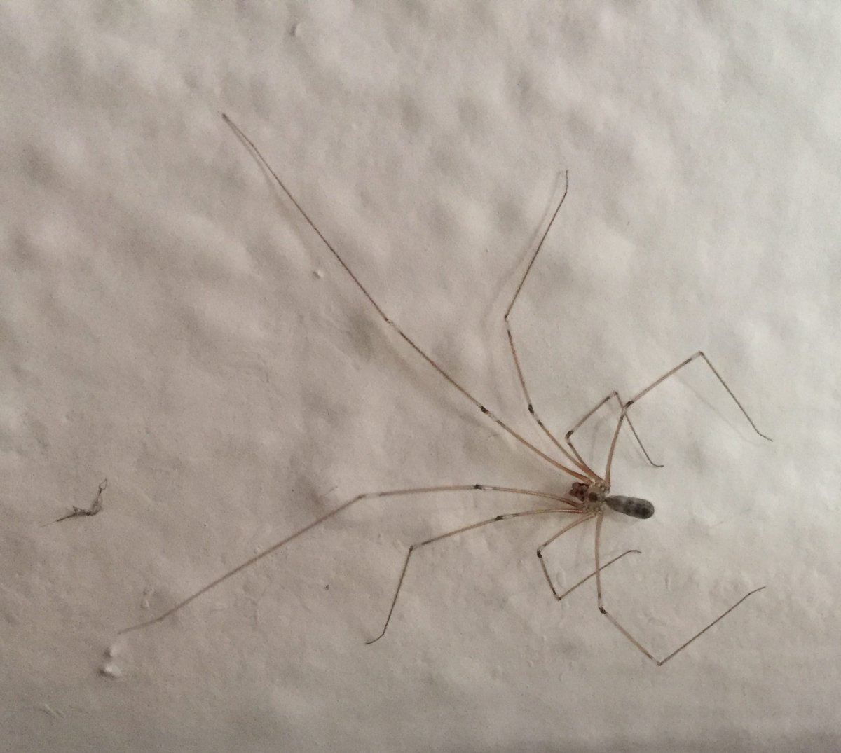 Pholcus phalangioides паук