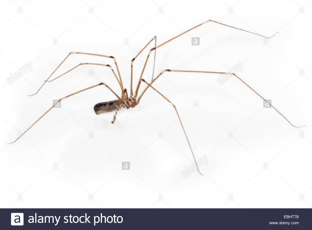 Паук сенокосец полосатый