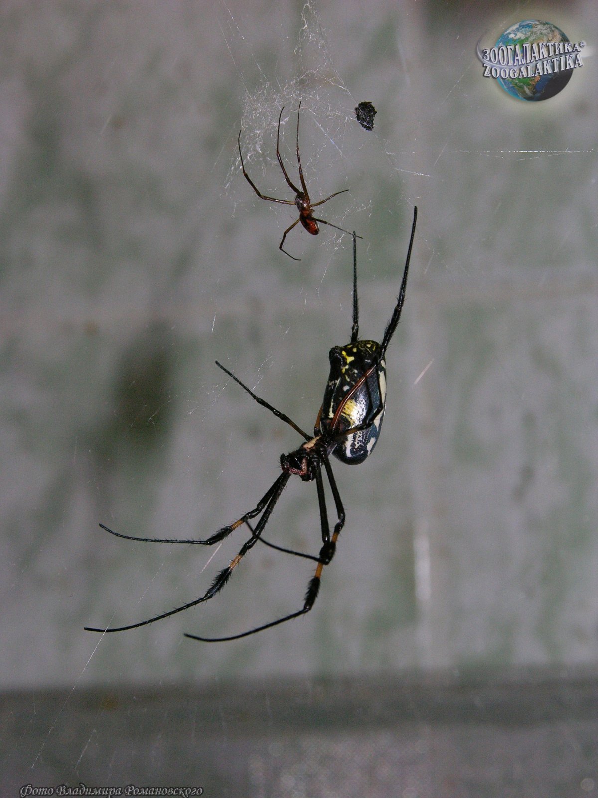 Желто-черный паук в России