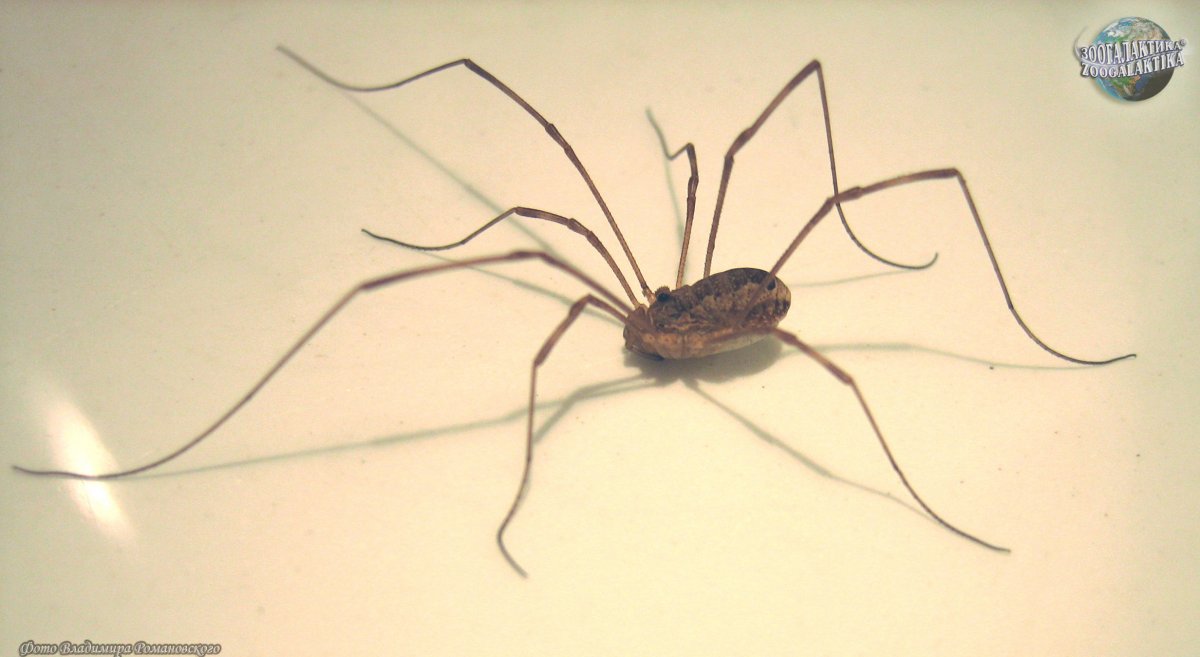 Серый паук с длинными лапами