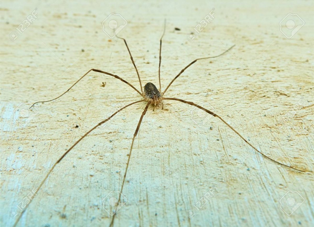 Большие пауки с длинными ногами