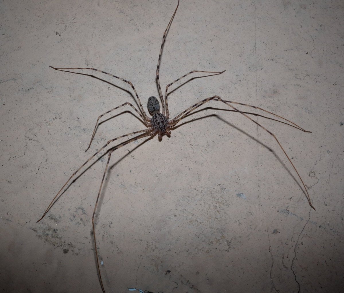 Pholcus phalangioides