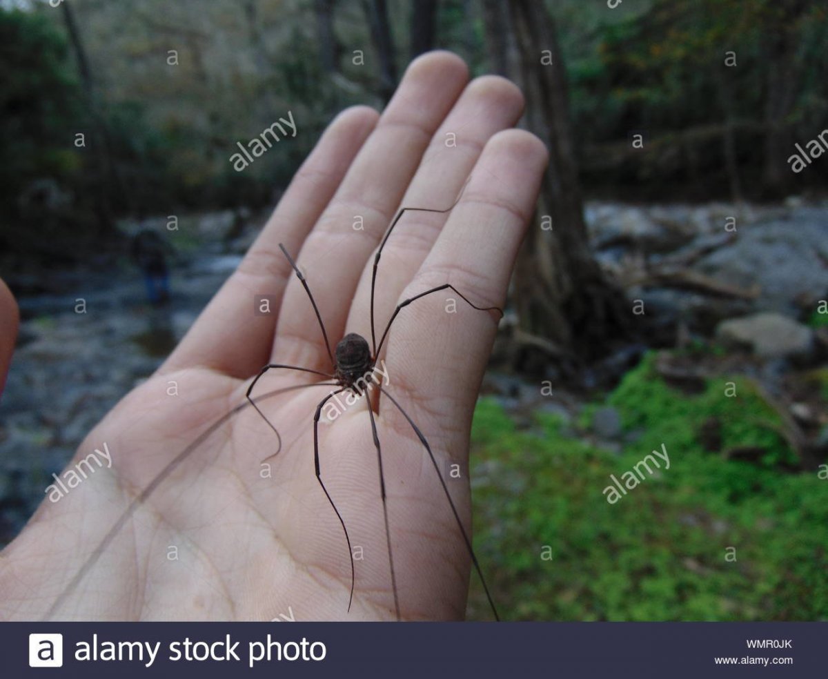 Многоножка сенокосец