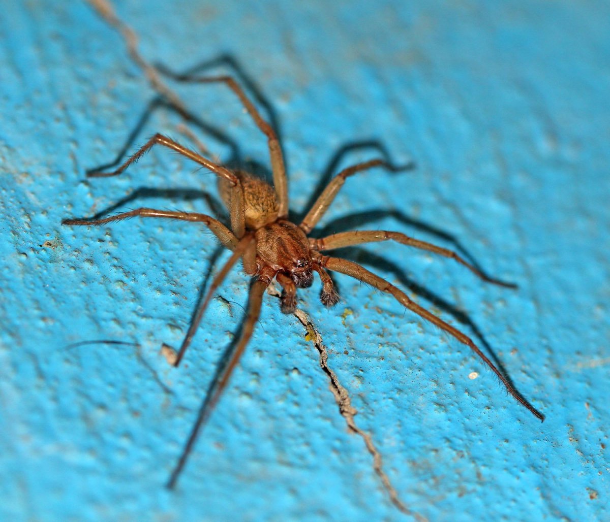 Tegenaria Agrestis паук