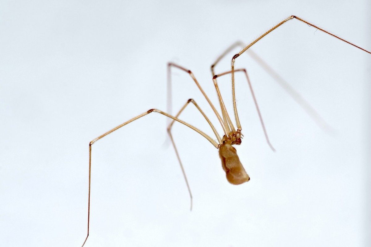 Прозрачный паук