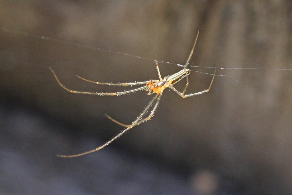 Сенокосец Длинноногий папочка