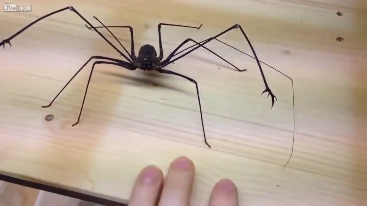 Дэдди Лонг Легс паук