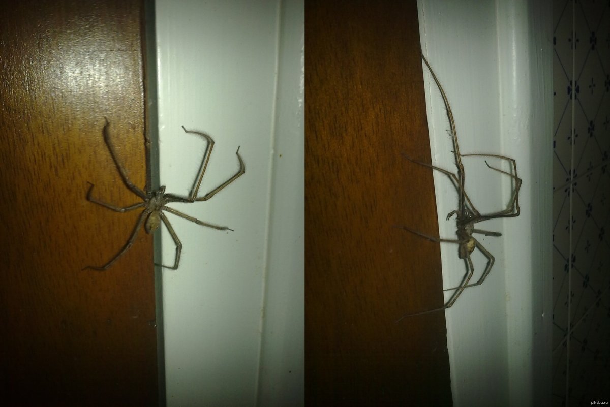 Домашние пауки сенокосцы