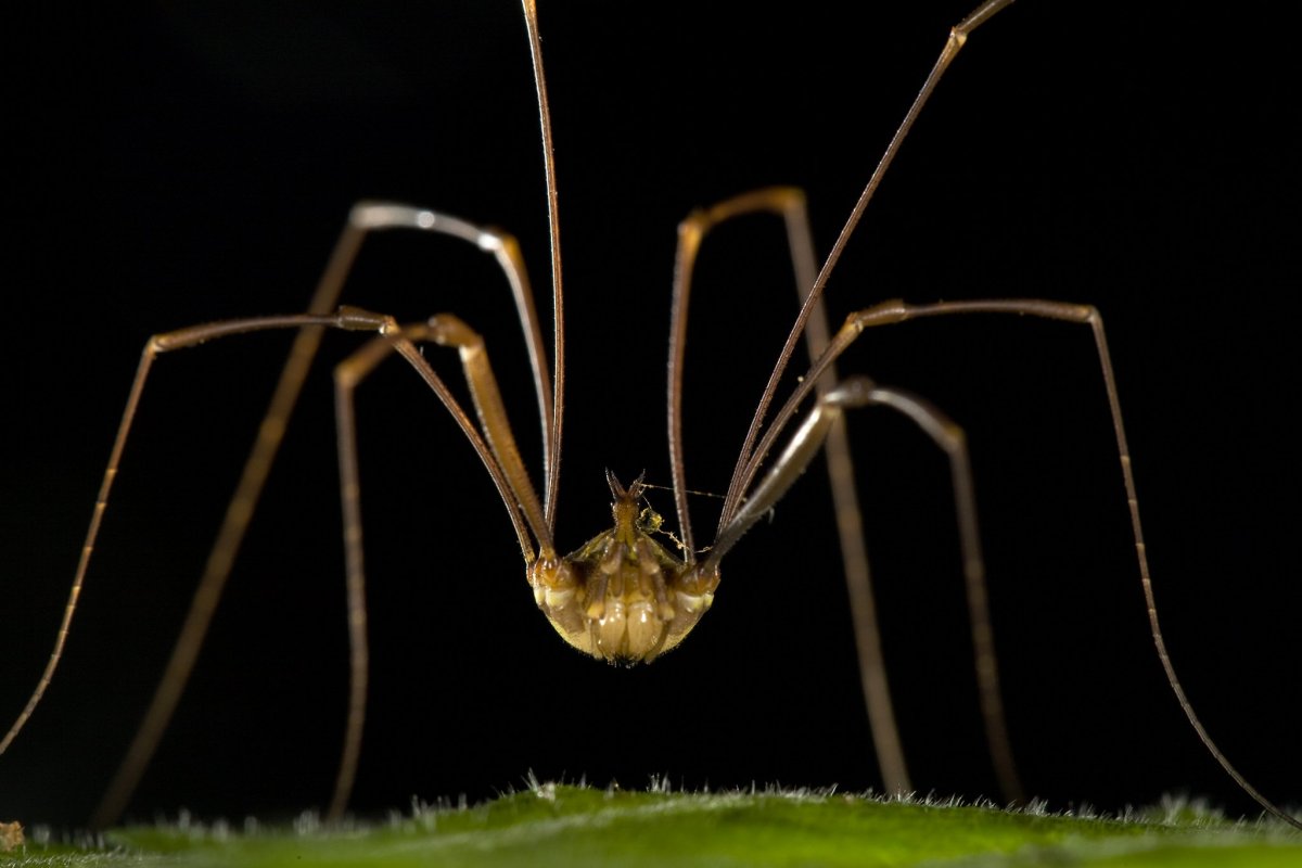 Паук сенокосец домашний