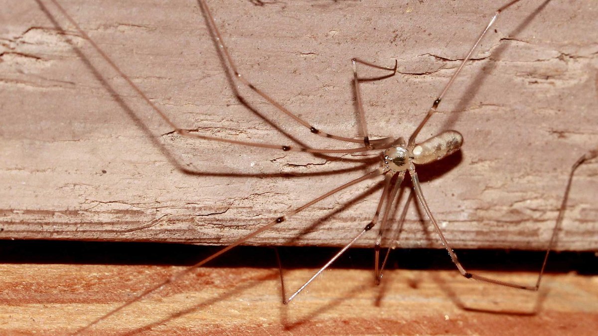 Гетеропода Максима