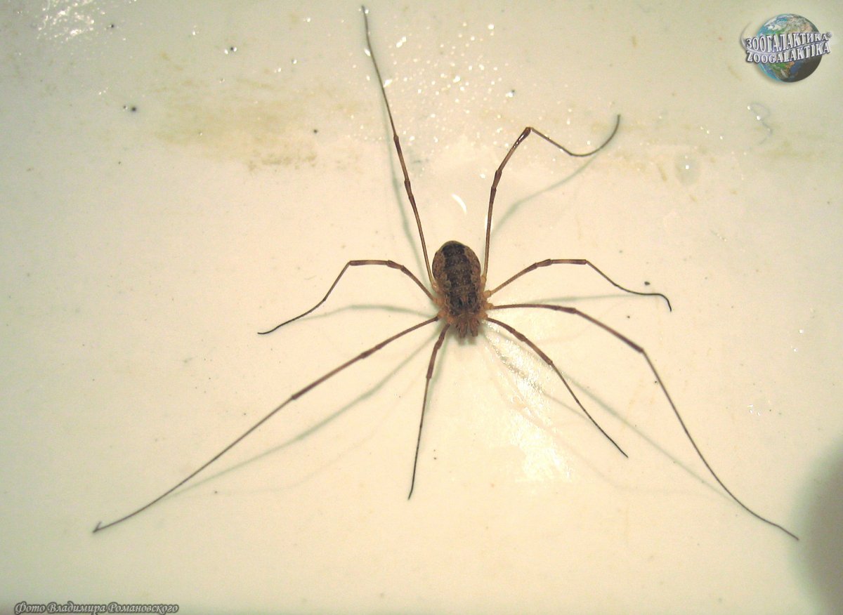 Сенегальская Нефила