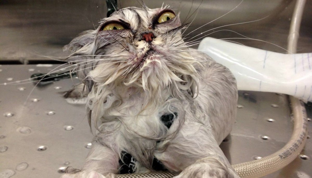 Матерый кот