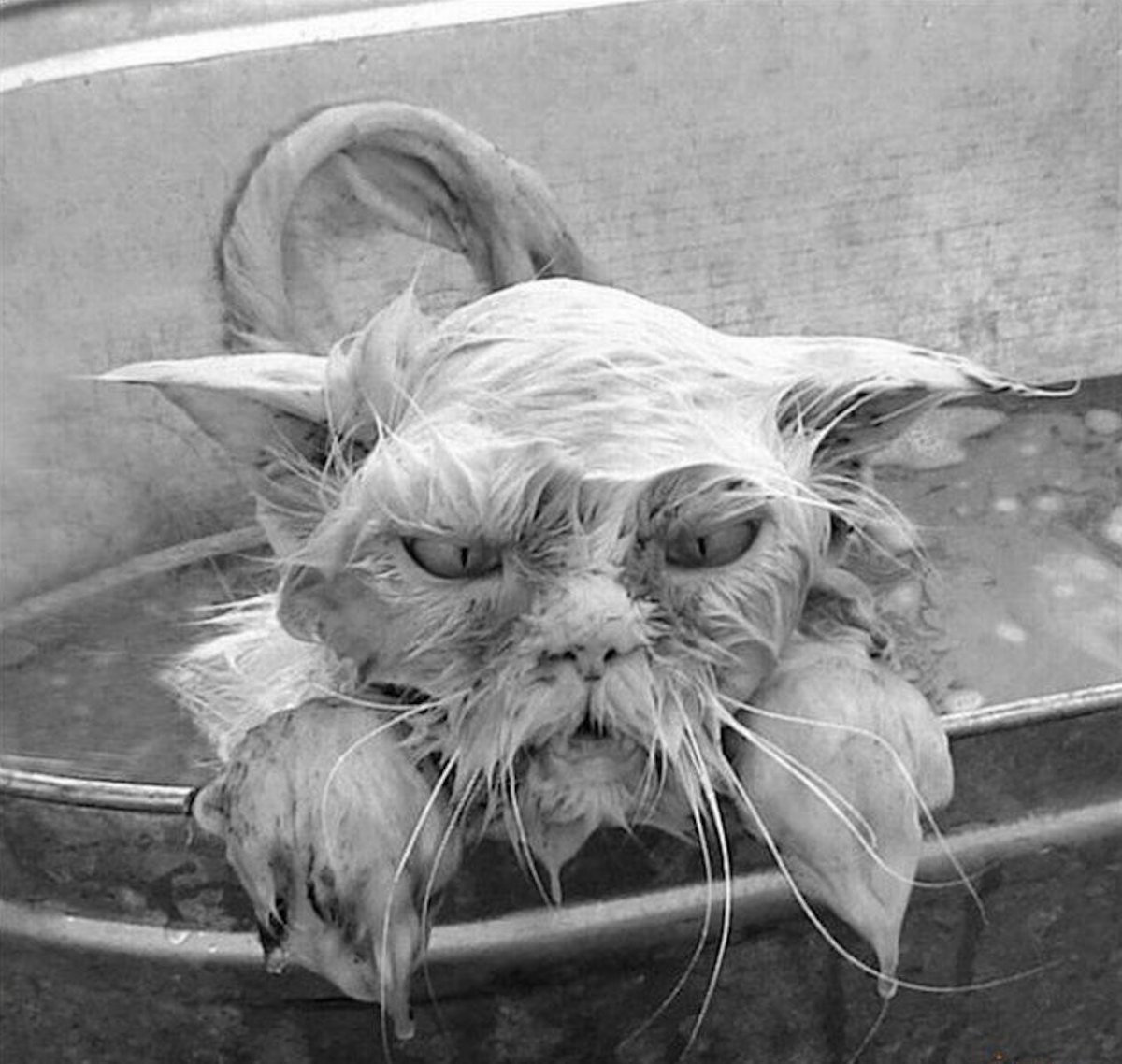 Облезлый котенок