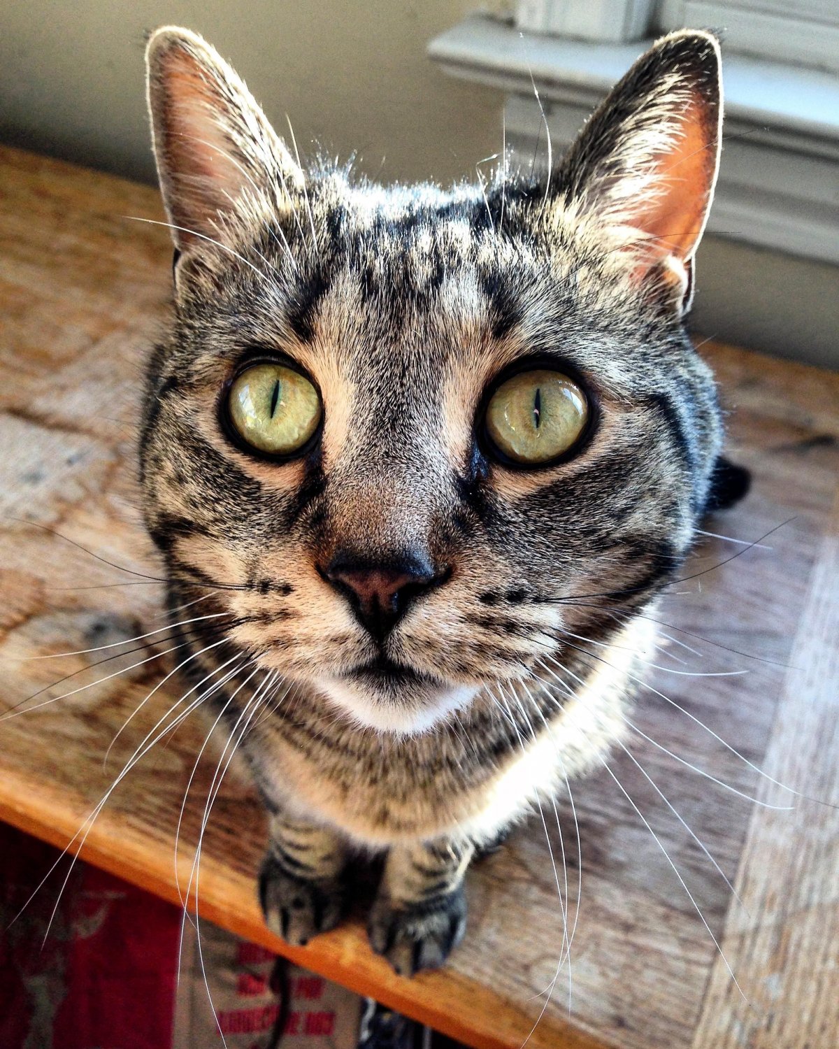 Кошка игрушка своими руками Пинтерест