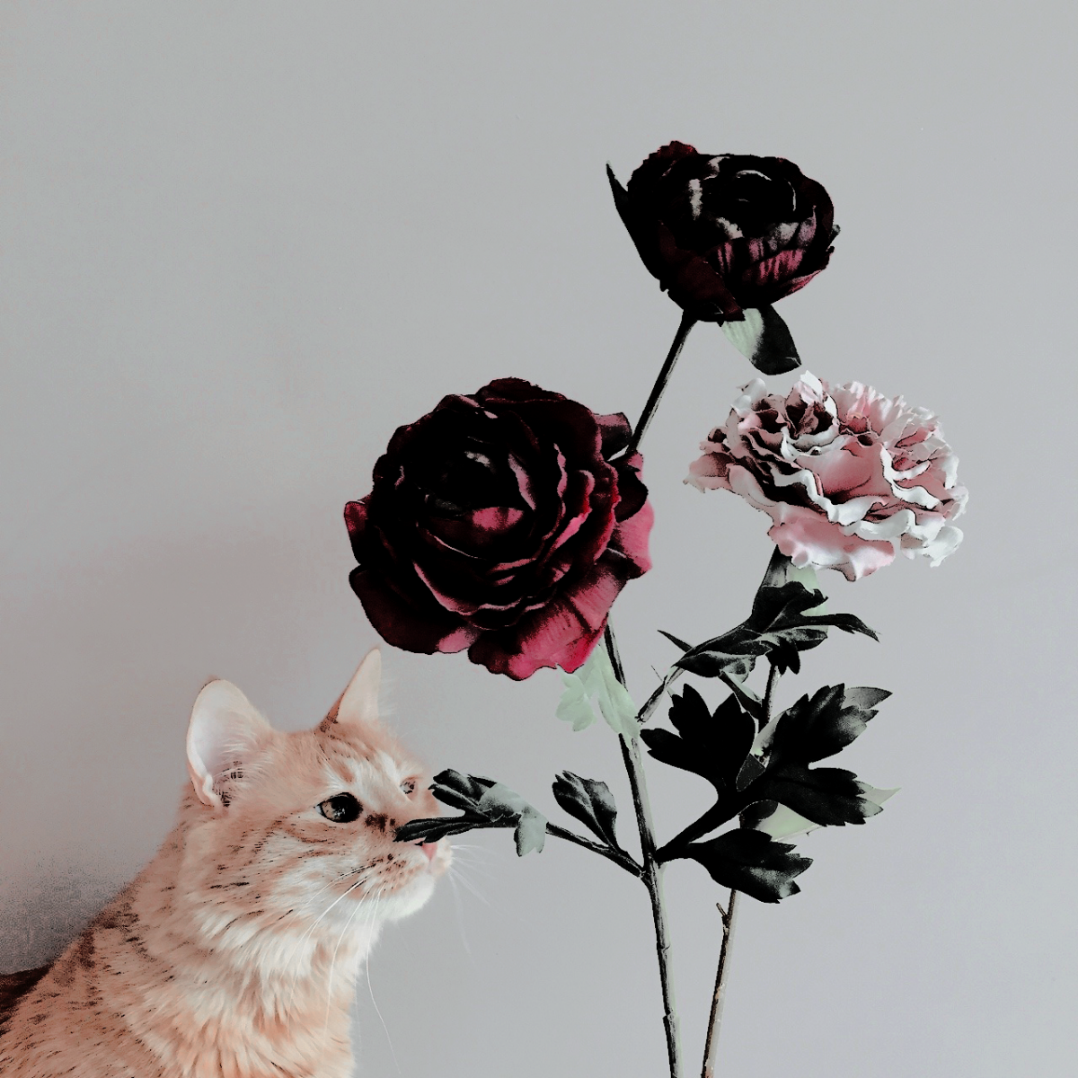 Кот Графика арт