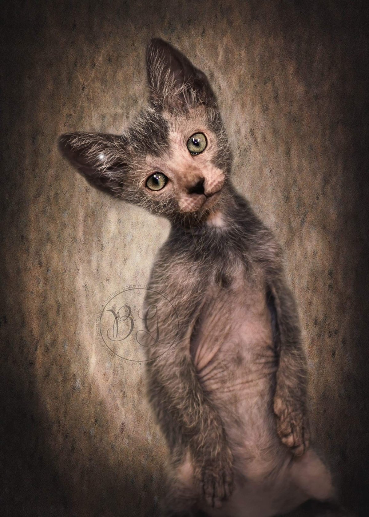 Ободранная кошка