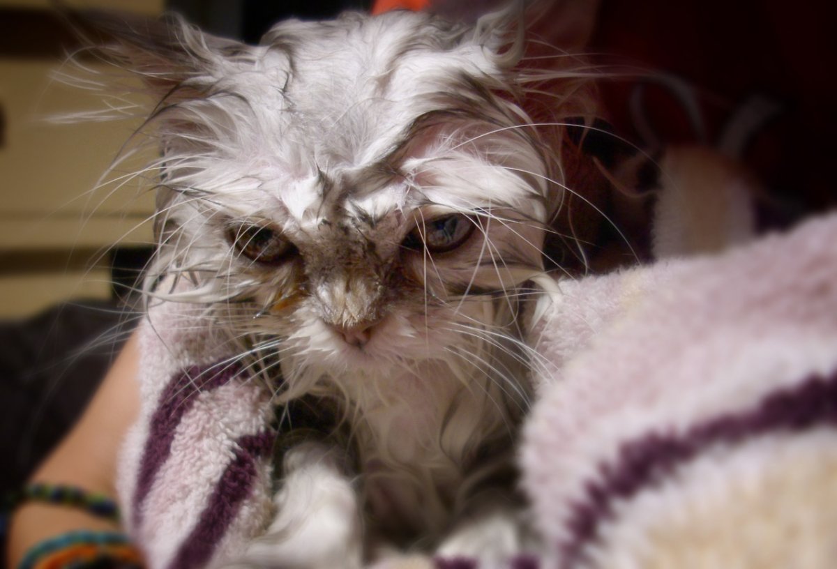 Сфинкс кошка оборотень