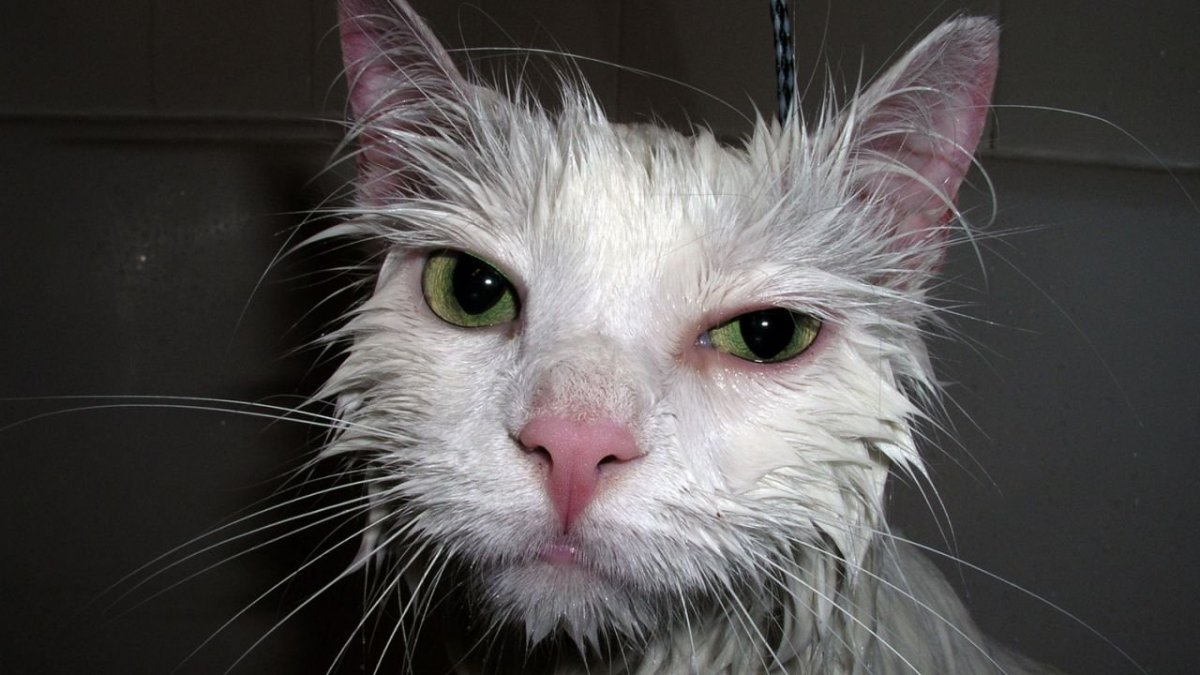 Мокрый облезлый кот