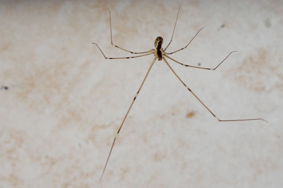 Пауки обычные домашние