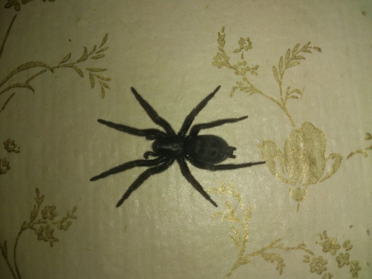 Черный домашний паук