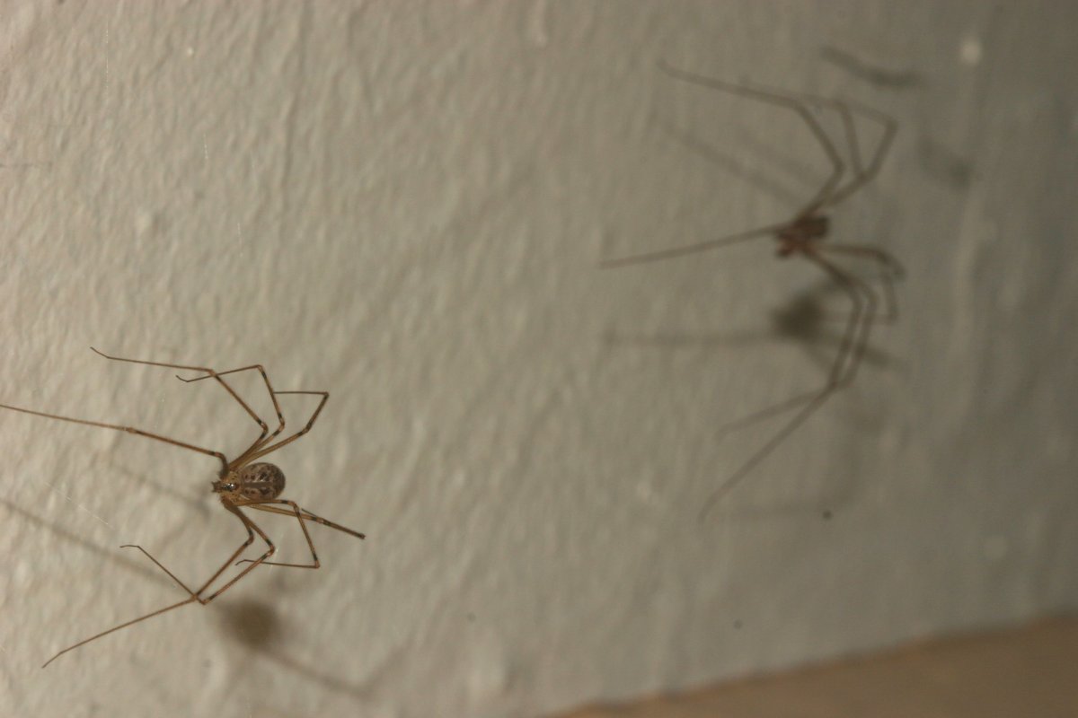 Маленькие паучки в квартире