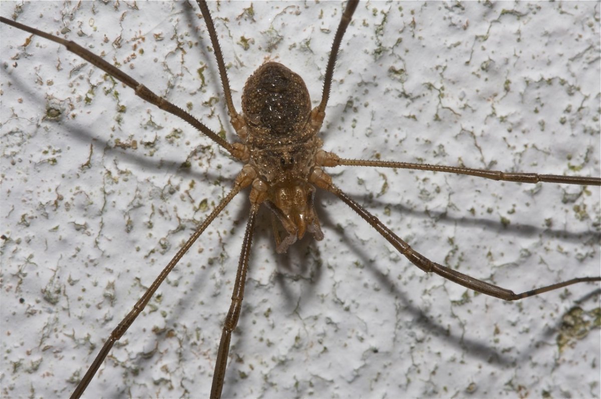 Brown Recluse Spider паук