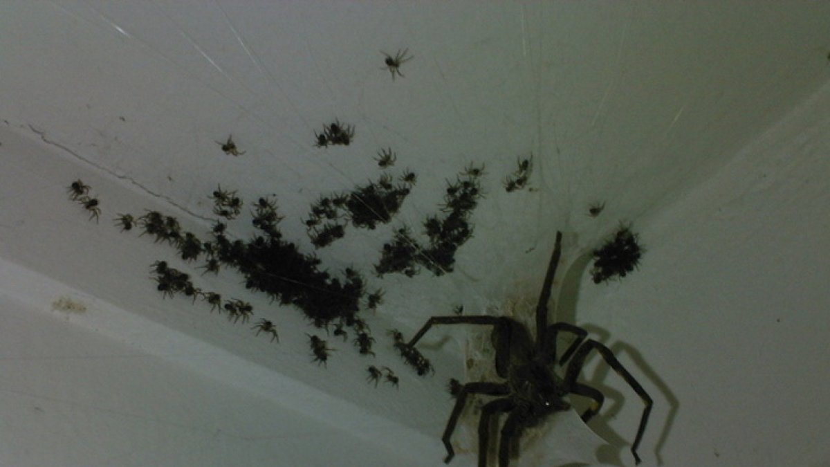 Квартирные пауки