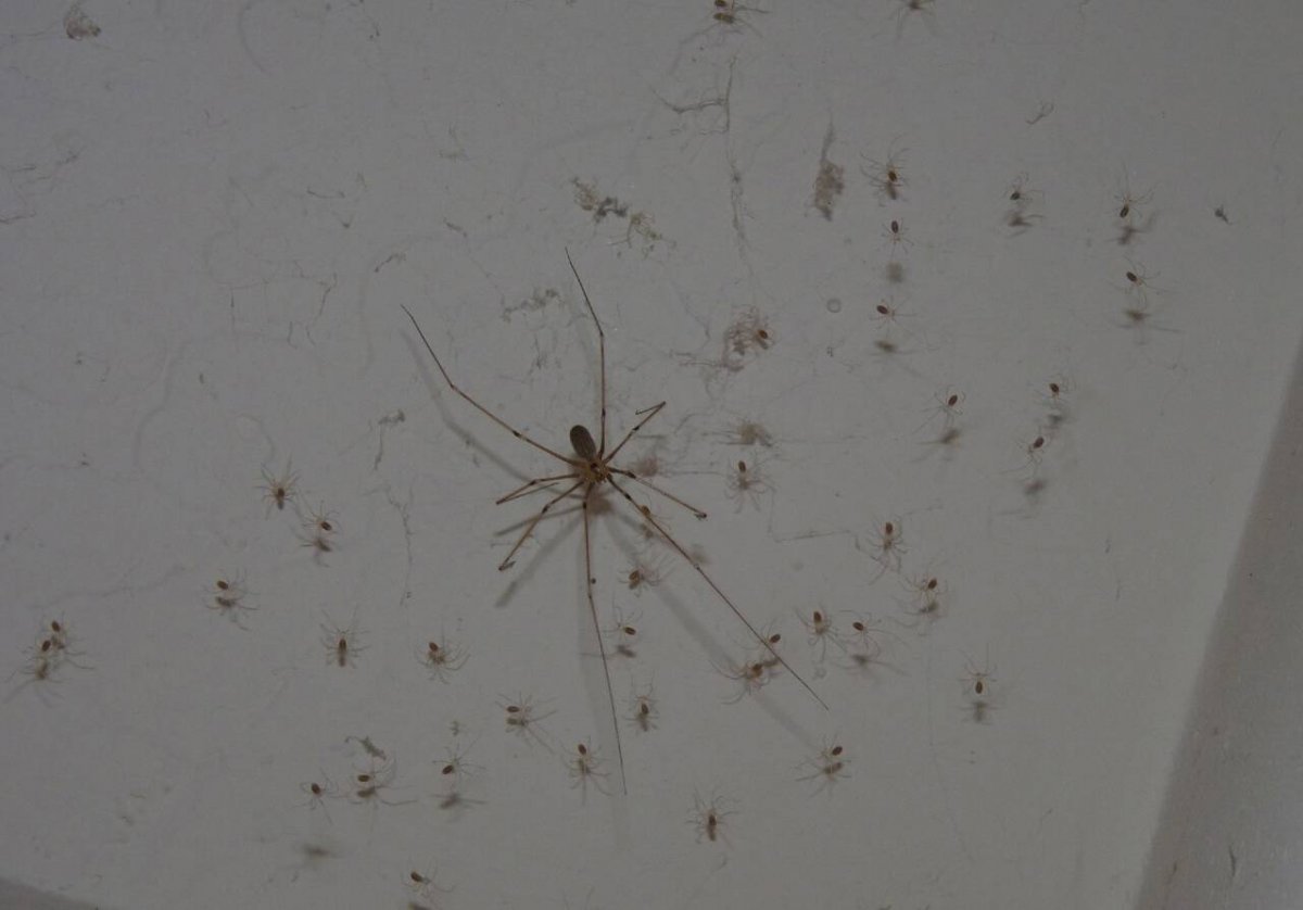 Паук сенокосец в квартире