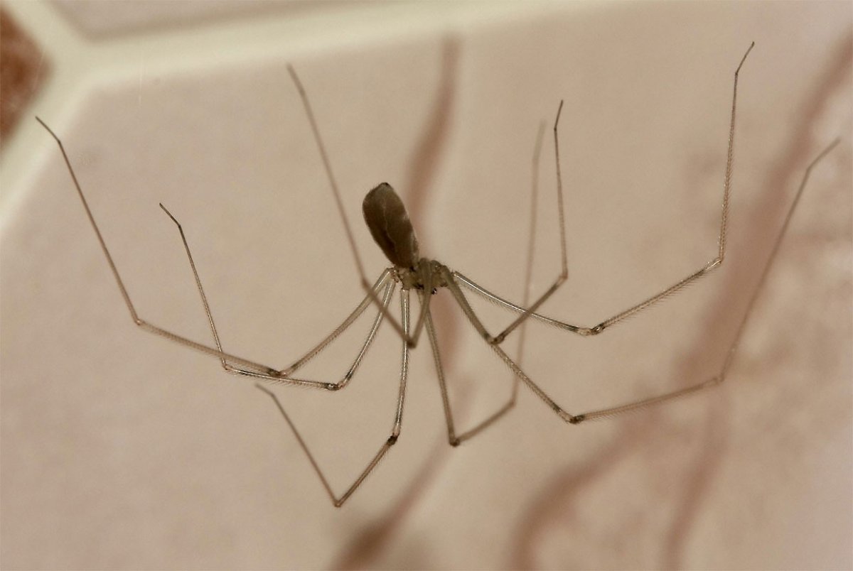 Паук сенокосец в доме