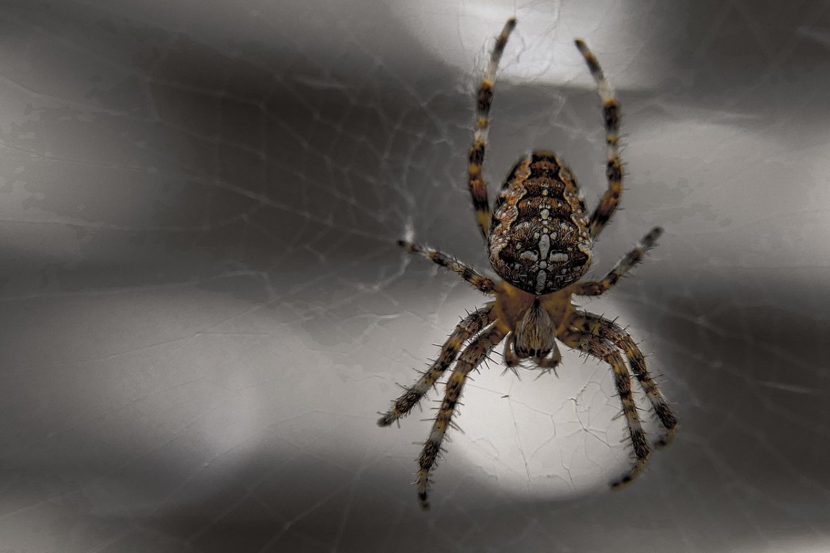 Серый паук