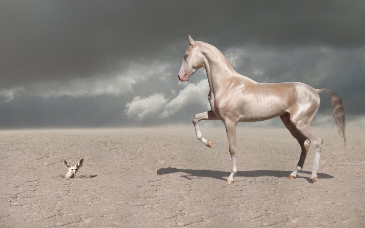 Изабелловая Ахалтекинская лошадь