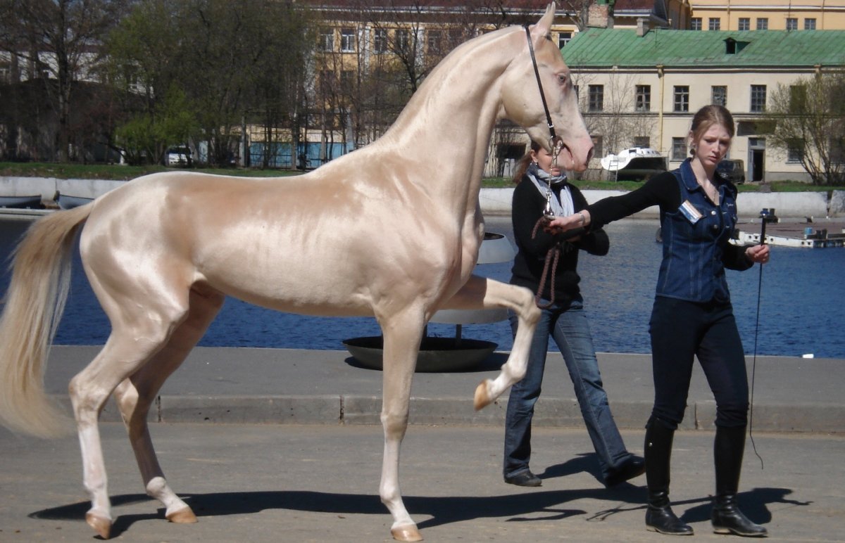 Изабелловая масть лошади