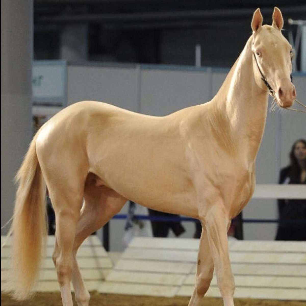 Перлино (Жемчужная)